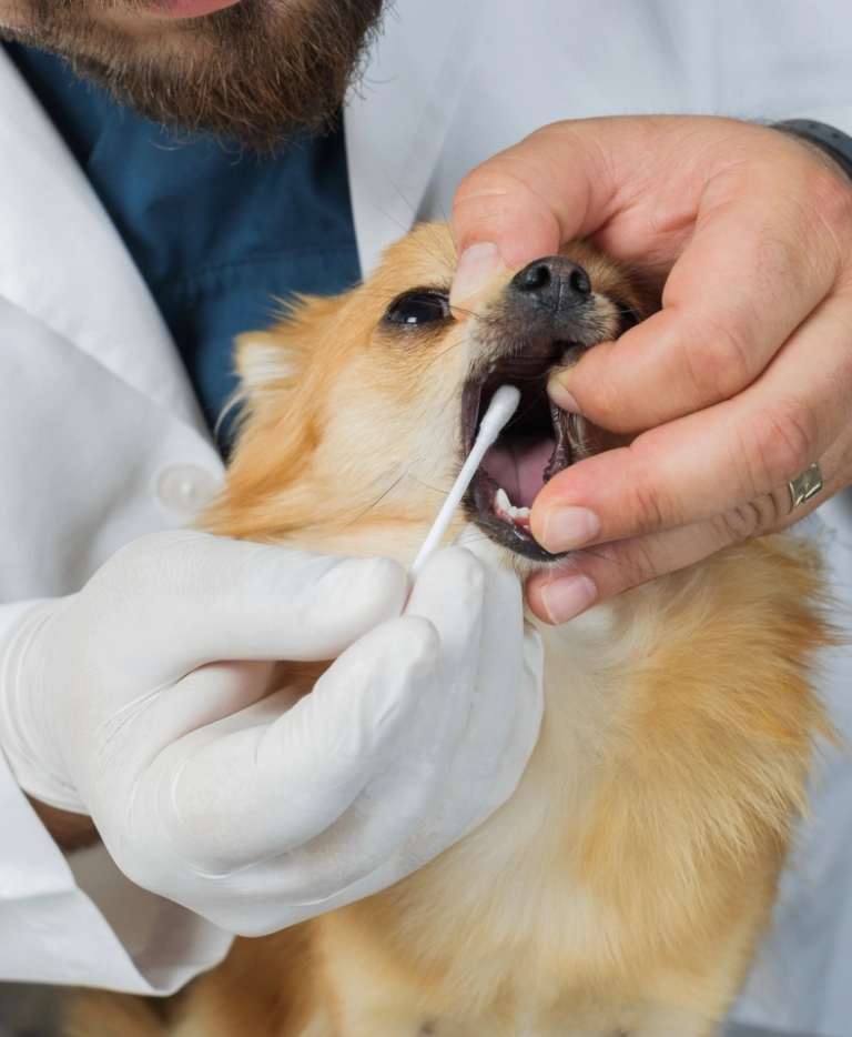 badanie zębów u psa