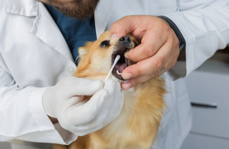 badanie stomatologiczne psa